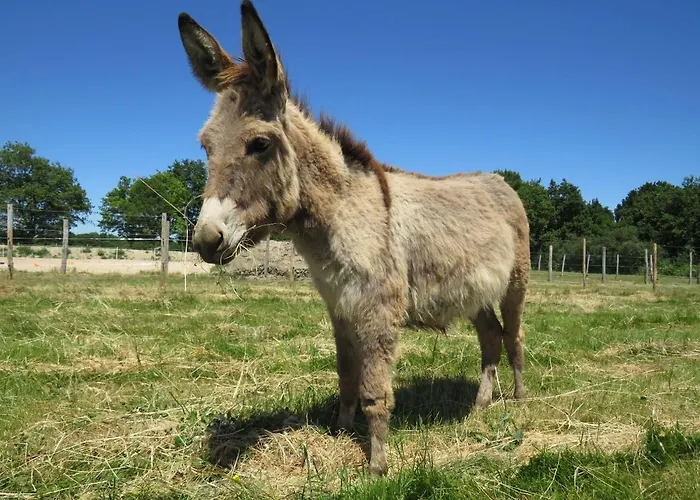 Les P'tites Maisons Dans La Prairie * Sallertaine