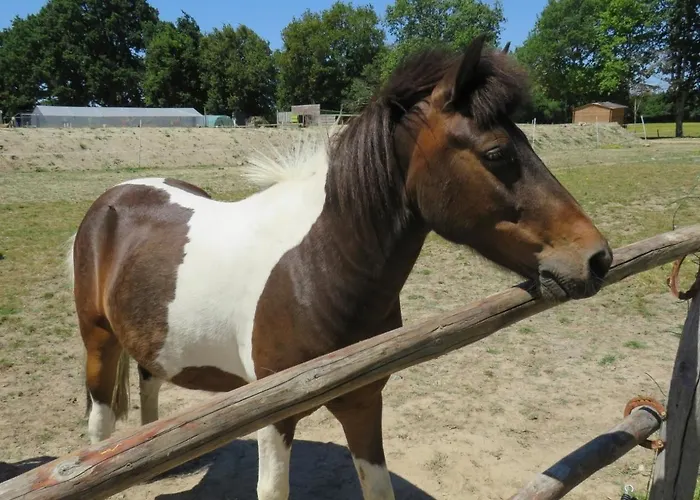 Les P'tites Maisons Dans La Prairie 샬레 Sallertaine